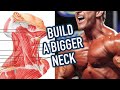 Can You Build Your Neck? | Neck Hypertrophy 101