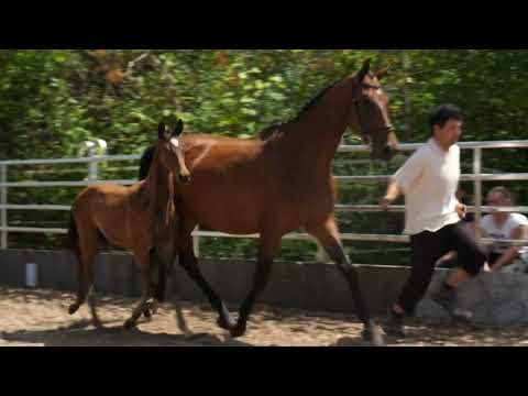"Flammenehre" von Lossow - Askar AA - Alpenkoenig; Stute geb. Mai 2022