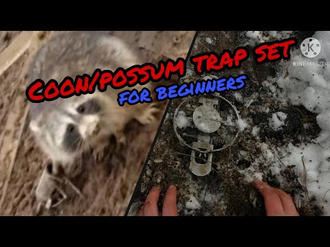 How To Trap Racoon/possums| DUKE TRAPS : Set + Bait + Location | Trapper Joe Outdoors