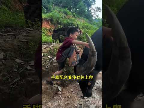 小男孩借着牛角爬到水牛背上，老牛全程安静配合