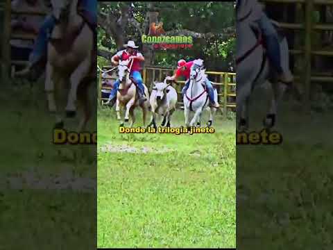 Llanos orientales de Colombia thumbnail