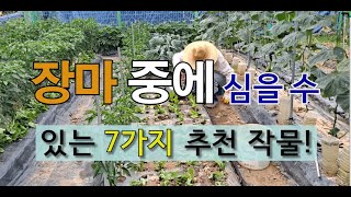 장마 중에 심을 수 있는 7가지 추천 작물! #장마 때 텃밭 가꾸기 #장마 중에 심는 작물.