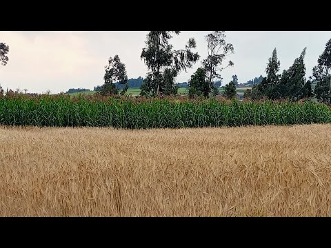 Muluye  Derso  ሙልየ ደርሶ