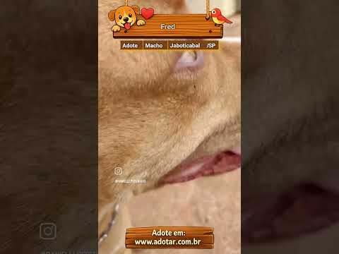 Vídeo de Fred