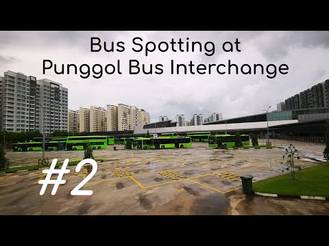 Bus Spotting at Punggol Bus Interchange #2
