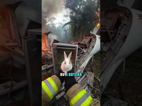 Will They Escape The Burning Forest? #wildliferescue #fire #rescueefforts #rescue #animals