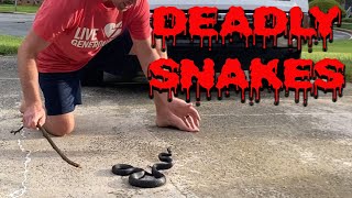 Are Black Rat Snakes Aggressive - Dont Get Bit