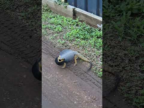 Wild Bearded Dragon in our Backyard