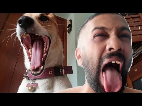 My first ever dog review !