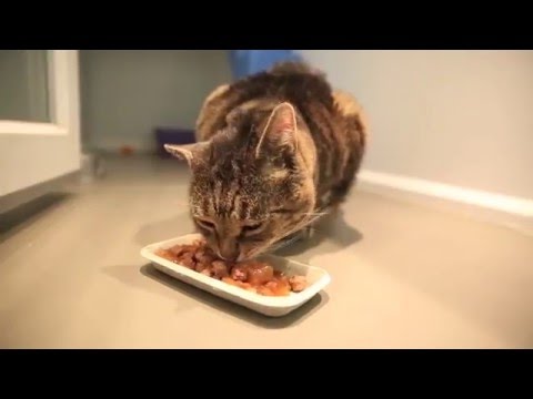 Oliver the fat Cat had to shed the pounds before surgery