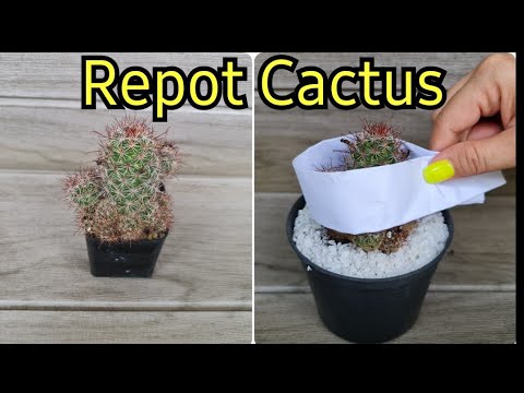 , title : 'What is the best way to repot a cactus? Why Should I Repot My Cactus? Safety and Healthy'