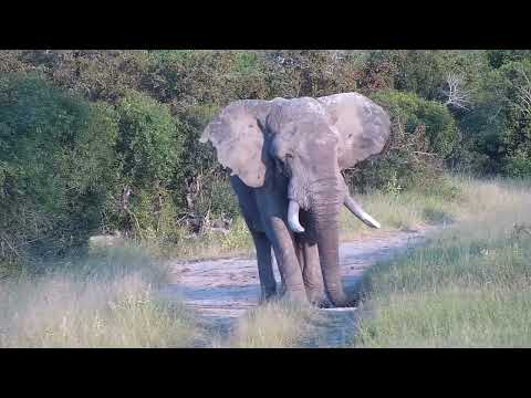 Djuma: Lone Elephant bull - 17:04 - 04/07/2023