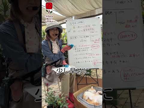  8月にバラの茂みを切る: バラの繁殖方法に関するビデオチュートリアル  庭園