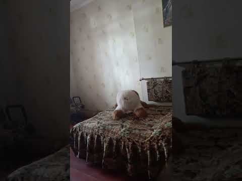 Продажа фасадной квартиры 1 этаж возле Жемчужного квартала, Таирово, Одесса: монолитная стена, идеально под коммерцию