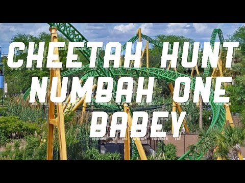 Cheetah Hunt short video by Coasterzilla