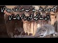 When and why Allah created the animal Chachundar | Shrew | How he destroyed the people of Saba |urdu