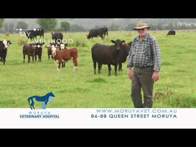 Moruya Veterinary Hospital - Moruya, NSW