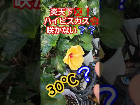 園芸 テキサスの星、緋色のハイビスカス