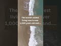 The World S Oldest Living Rose Is Over 1 000 Years Old