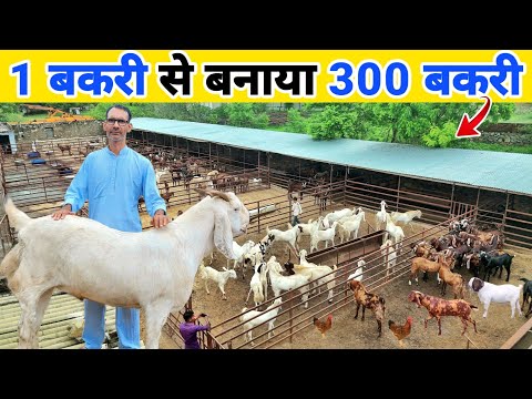 Amazing farm of 300 goats 🔥 Earnings? | Sukant Chawla Goat Farm