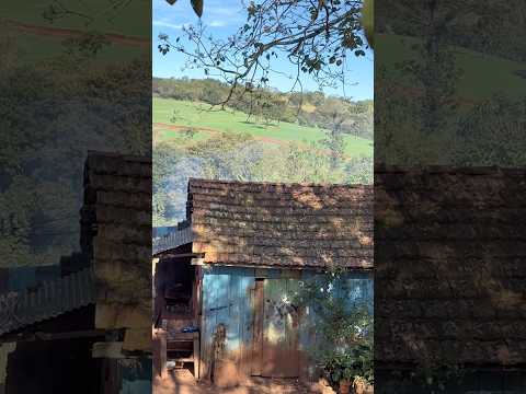 Interior do estado do Paraná ivaiporã #Roça #sitio