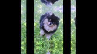 Download lagu Bts taehyung with his dog yeontan ✨ mp3