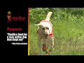 Видео о товаре Rugged dog boots, универсальная обувь для собак, водонепроницаемая / Ultra Paws (США)