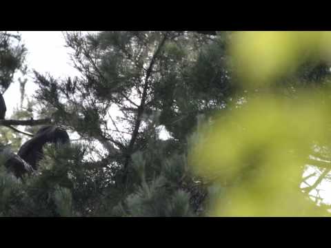 Eaglets flight-hopping