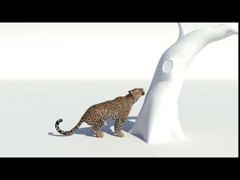 Aaron Hopwood Leopard Animation