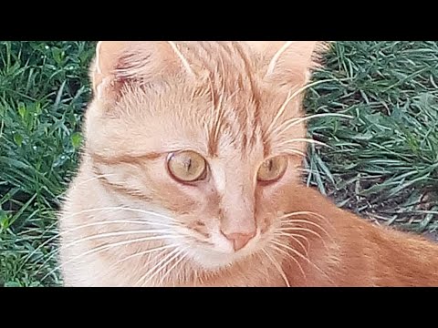 💥8 августа - день КОШЕК . Кошек🐱 праздник — Всемирный день кошачий!💥