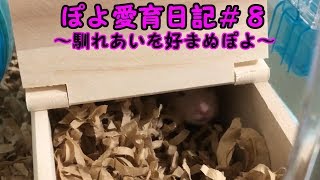 ぽよ愛育日記＃８「慣れあいを好まぬぽよ」【ゴールデンハムスター】