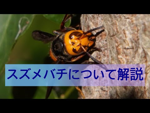 スズメバチについて詳しく解説