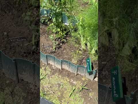 パセリを庭に、または室内の鉢にいつ播くのですか?  庭園