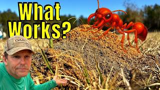 We Tested EVERY Fire Ant Killer So You Don’t Have To!