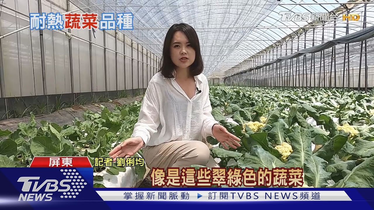 全球氣候暖化嚴重 農試所研發蔬菜新品種耐高溫