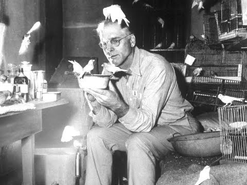 ベルギーカナリアの鳴き声を上達させる方法