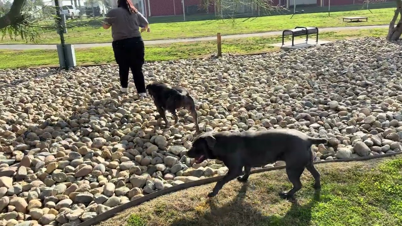 Enlarge BALINDA, an adopted mixed breed in Delano, CA video 3/3