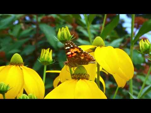 Amazing Colors of Spring 4K Nature Relaxation Film - Relaxing Piano Music -