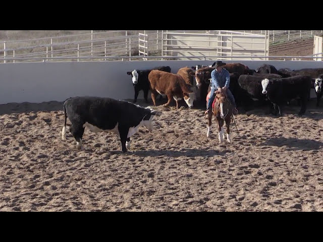 Pronúncia de vídeo de quarter horse em Inglês