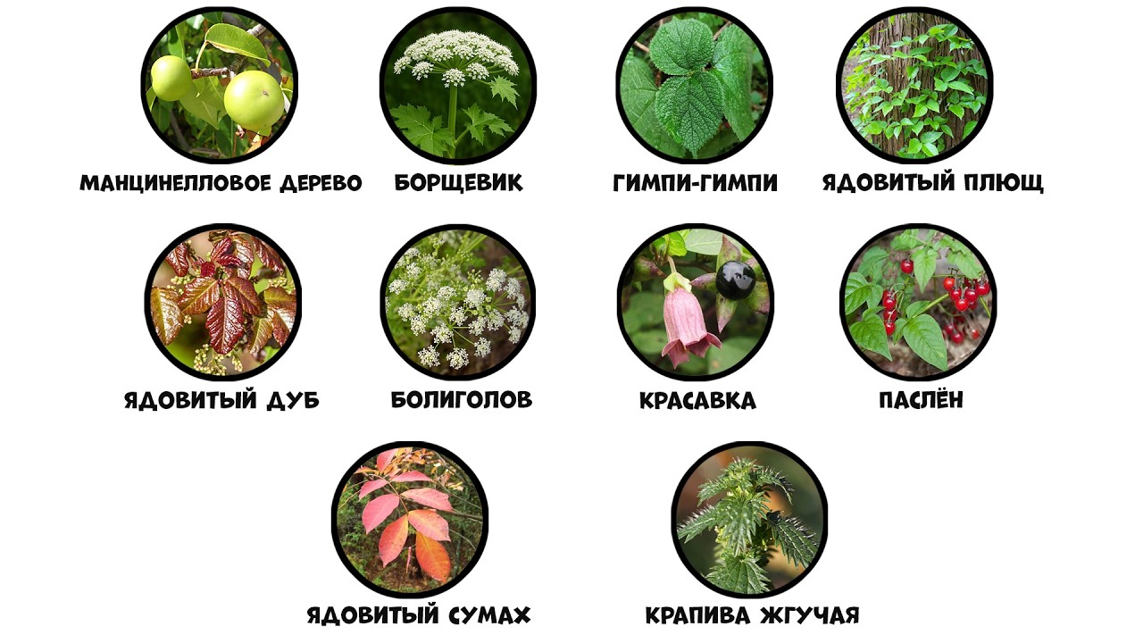 Все растения которые НИКОГДА нельзя трогать за 8 минут