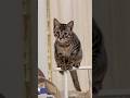 Cats Being Cats Funny Catvideos Catshorts Cat