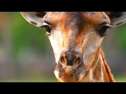 What’s Being Done to Save the Giraffes
