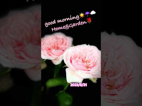 低木バラ「モーツァルト」 植物