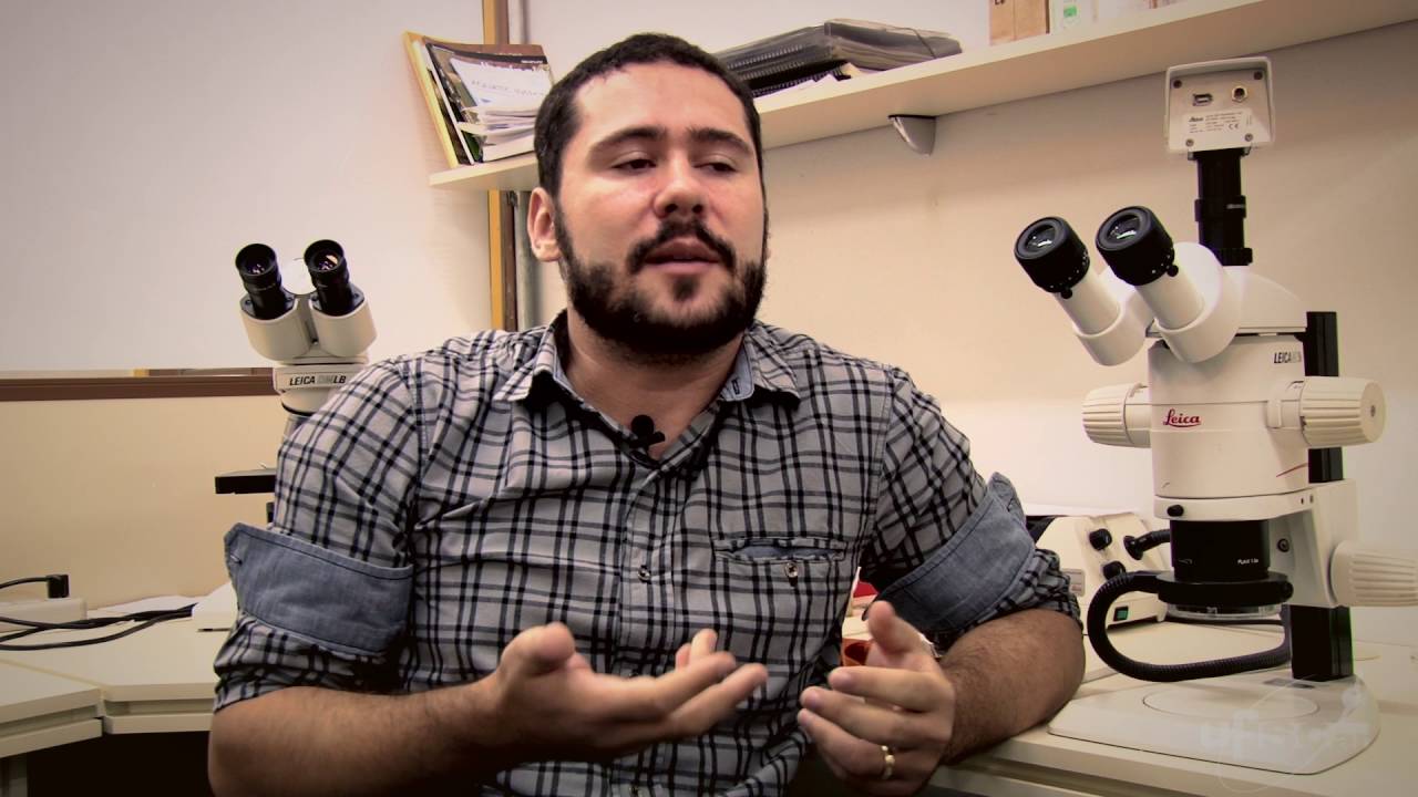 Pesquisas da UFSCar investigam insetos aquáticos e seus processos evolutivos