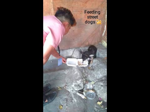 Feeding street dogs | MamaDOG Tv
