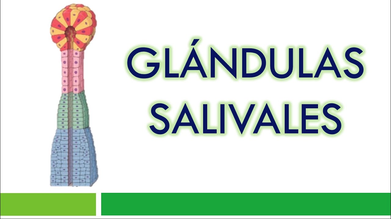 HISTOLOGÍA de las GLÁNDULAS SALIVALES