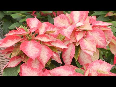 download lagu mp3 mp4 Ice Punch Poinsettia, download lagu Ice Punch Poinsettia gratis, unduh video klip Ice Punch Poinsettia