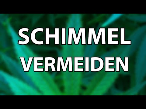 Schimmel beim Indoor Anbau vermeiden
