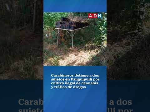 Carabineros detiene a dos sujetos en Panguipulli por cultivo y tráfico de drogas