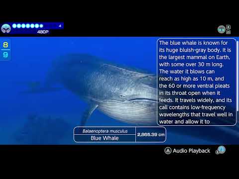 Blue Whale Endless Ocean Luminous